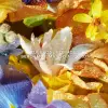 GUERLAIN AQUA ALLEGORIA FLORA  BLOOM א.ד.ט לאשה