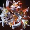 YVES SAINT LAURENT LIBRE FLOWERS AND FLAMES א.ד.פ לאשה