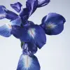 GIORGIO ARMANI PRIVE IRIS BLEU א.ד.ט יוניסקס