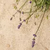 Chloe COLLECTION ATELIER DES FLEURS ESSENCES MEDITERRANEENNES SABLE LAVANDE א.ד.פ לאשה