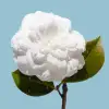 CHANEL HYDRA BEAUTY CREME קרם פנים ללחות עמוקה הגנה וזוהר